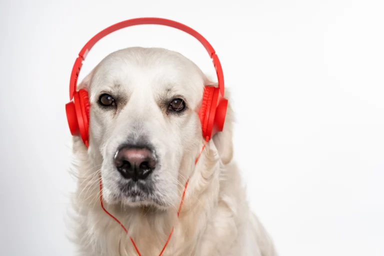 noise cancelling headphones for dogs