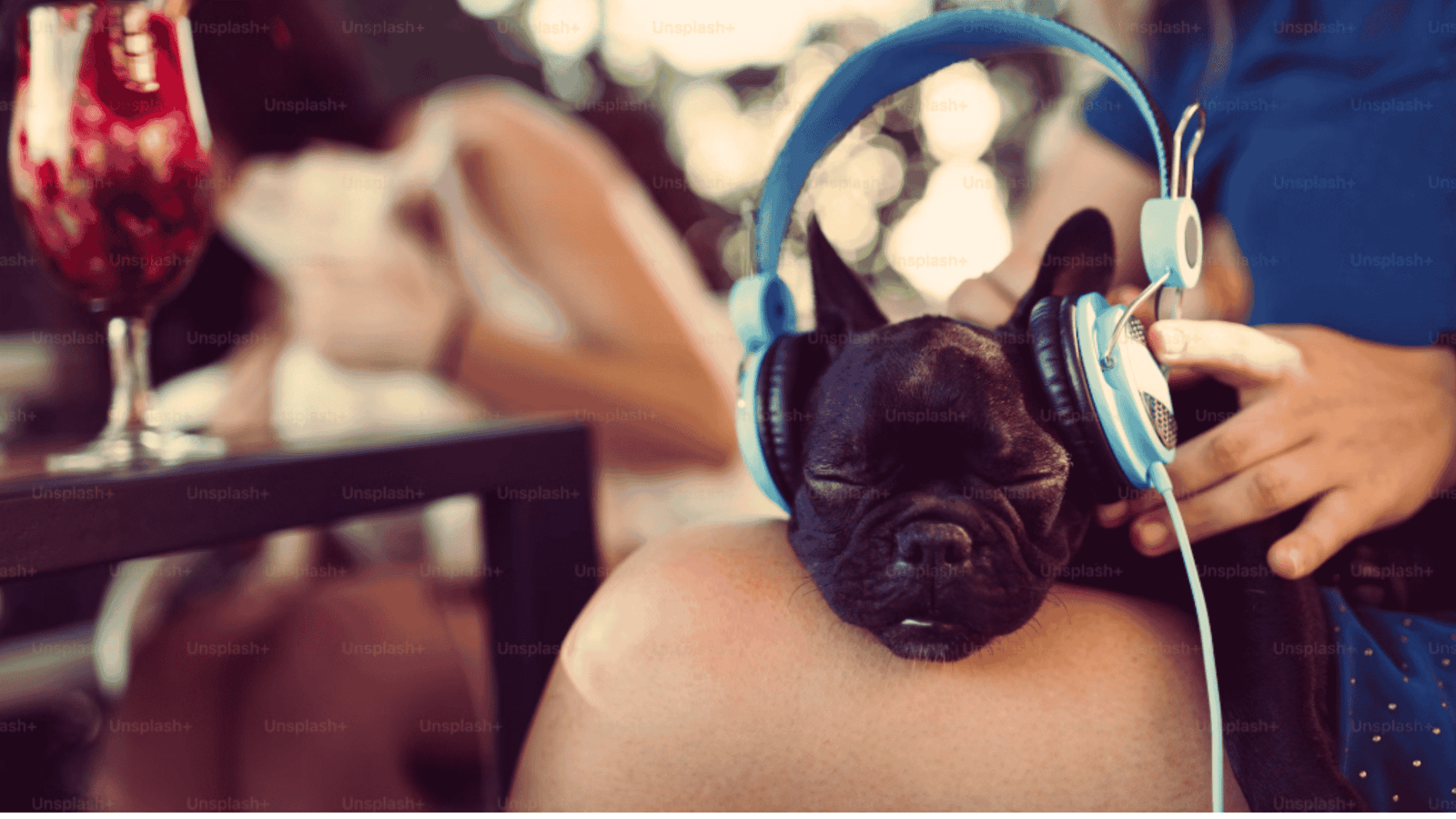 Diy noise cancelling headphones for dogs